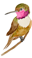 Woodstar
